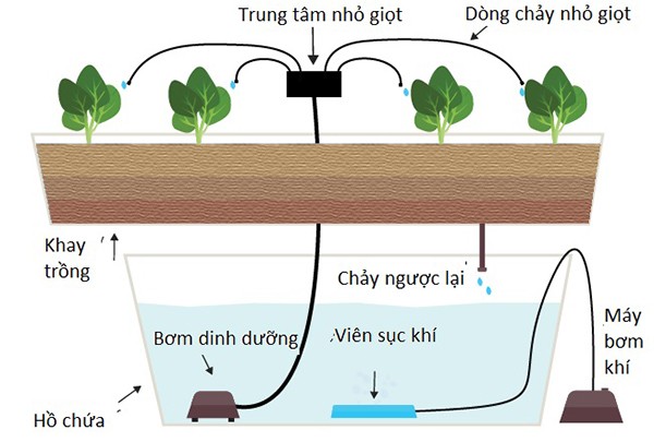 Trồng rau thủy canh - hướng đi mới trong việc ứng dụng sản xuất rau sạch