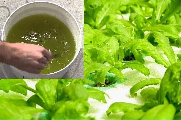 Trồng rau thủy canh - hướng đi mới trong việc ứng dụng sản xuất rau sạch