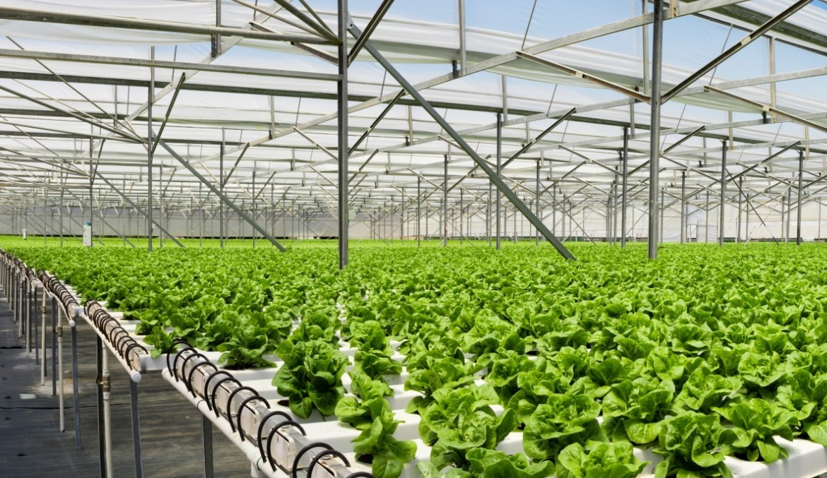 Trồng rau thủy canh - hướng đi mới trong việc ứng dụng sản xuất rau sạch