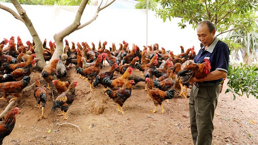 Một số yêu cầu về thức ăn, quản lý sức khỏe gà chăn nuôi hữu cơ