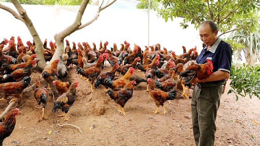 Một số yêu cầu về thức ăn, quản lý sức khỏe gà chăn nuôi hữu cơ