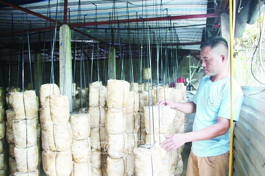 Ứng dụng công nghệ sinh học phát triển nông nghiệp bền vững