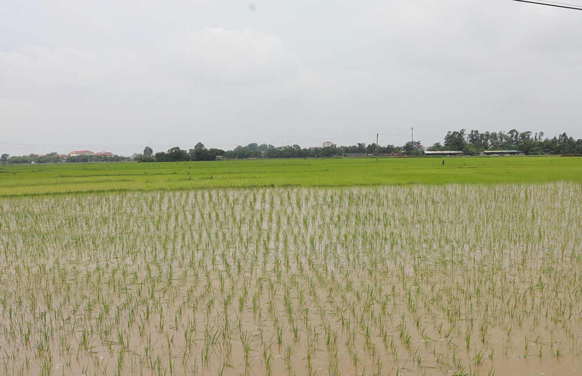 Bắc Ninh đặt mục tiêu gieo trồng 91.880 ha trong vụ Xuân 2026