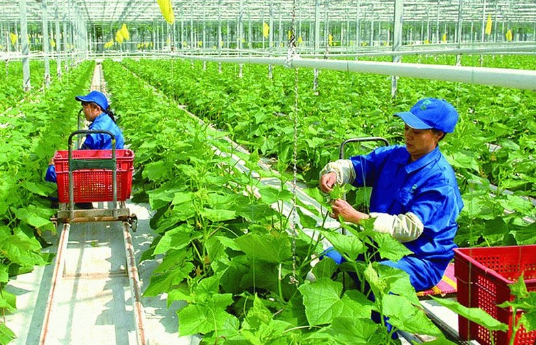 Phát triển nông nghiệp hữu cơ ở Việt Nam: Cần những giải pháp đồng bộ