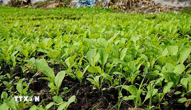 Biến rơm thành tiền, nâng giá trị kinh tế của phụ phẩm nông nghiệp