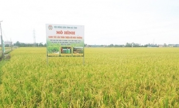 Hà Tĩnh chú trọng phát triển nông nghiệp hữu cơ giai đoạn 2025-2030