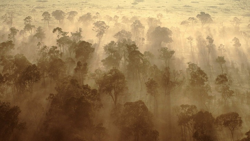 Rừng châu Phi chính thức đảo ngược: Từ lá phổi xanh thành nguồn phát thải carbon