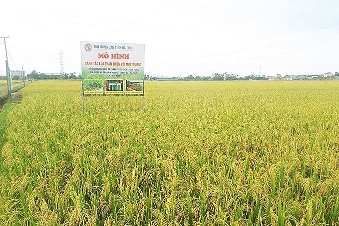 Sản xuất lúa theo hướng thân thiện với môi trường tại xã Lâm Trung Thủy (huyện Đức Thọ