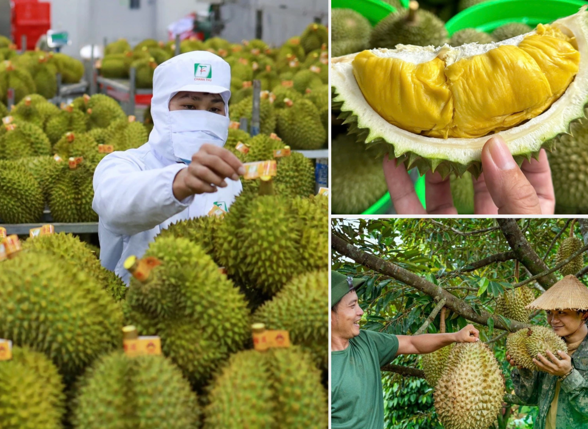 Kim ngạch xuất khẩu sầu riêng có thể đạt 4 tỷ USD trong năm 2025