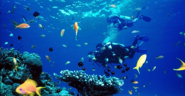 Ứng dụng trí tuệ nhân tạo trong bảo tồn đa dạng sinh học biển