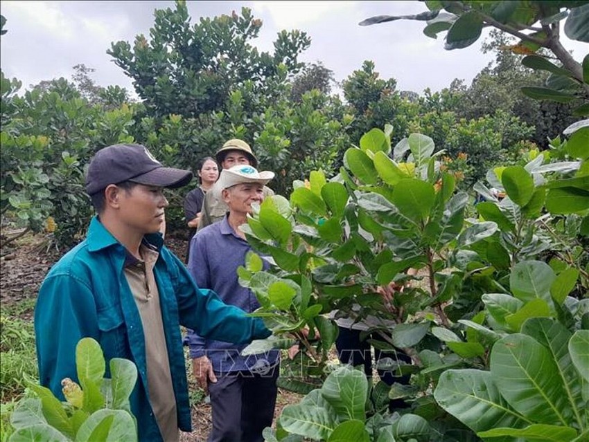 Hiệu quả từ mô hình liên kết nông nghiệp hữu cơ bền vững