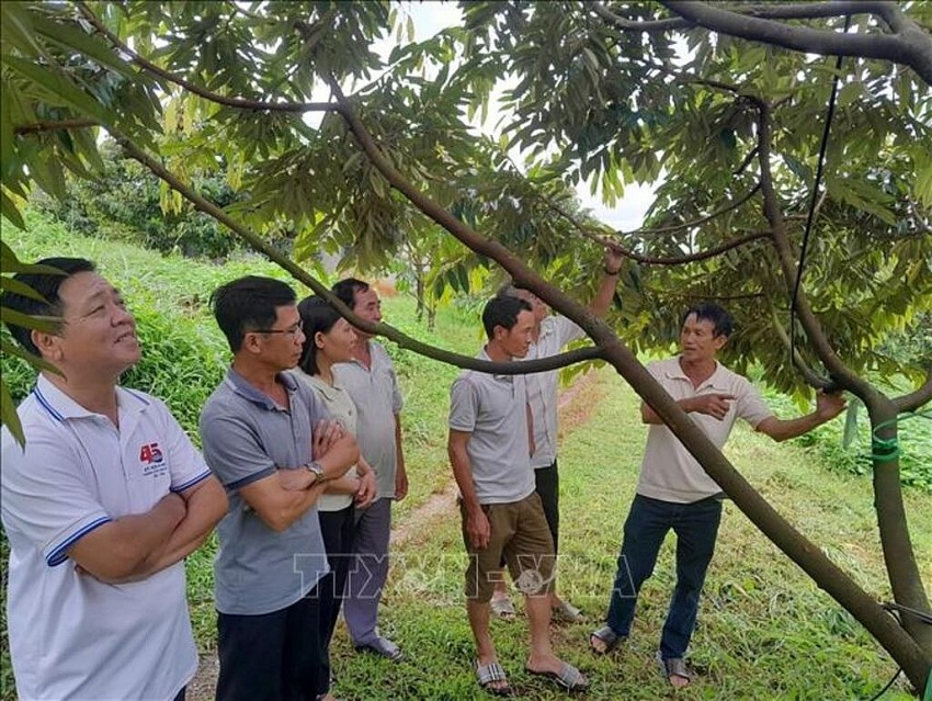 Hiệu quả từ mô hình liên kết nông nghiệp hữu cơ bền vững