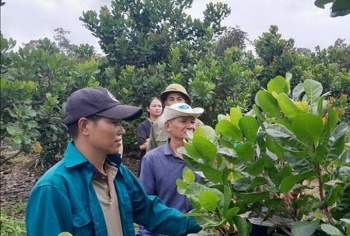 Hiệu quả từ mô hình liên kết nông nghiệp hữu cơ bền vững