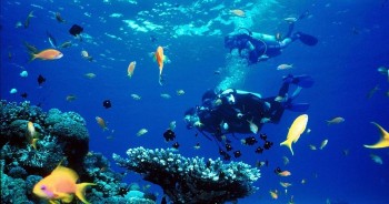 Ứng dụng trí tuệ nhân tạo trong bảo tồn đa dạng sinh học biển