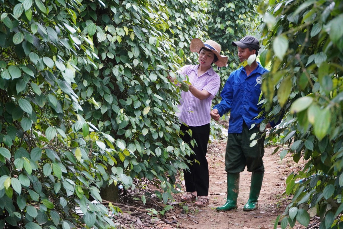 Giúp nông dân hiểu rõ lợi ích của chuỗi giá trị trong phát triển tổ hợp tác, hợp tác xã