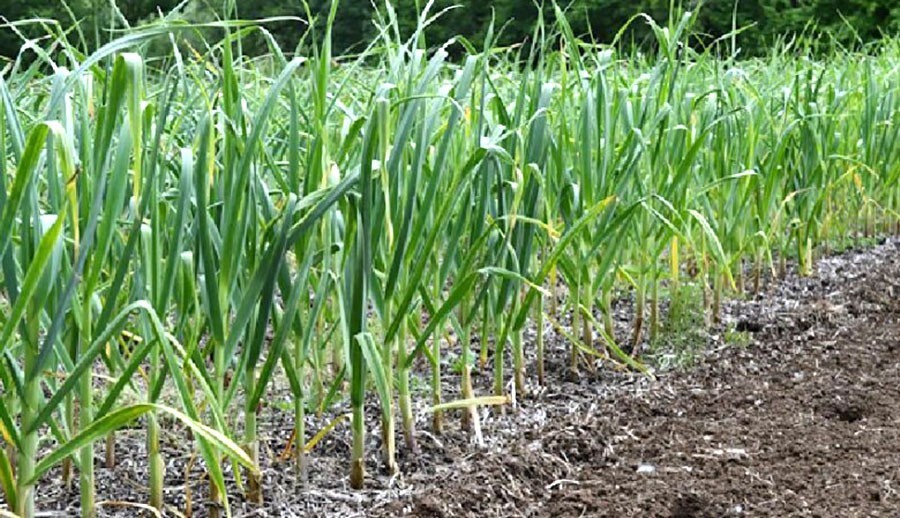 "Bí quyết" thâm canh tỏi tây đạt năng suất cao