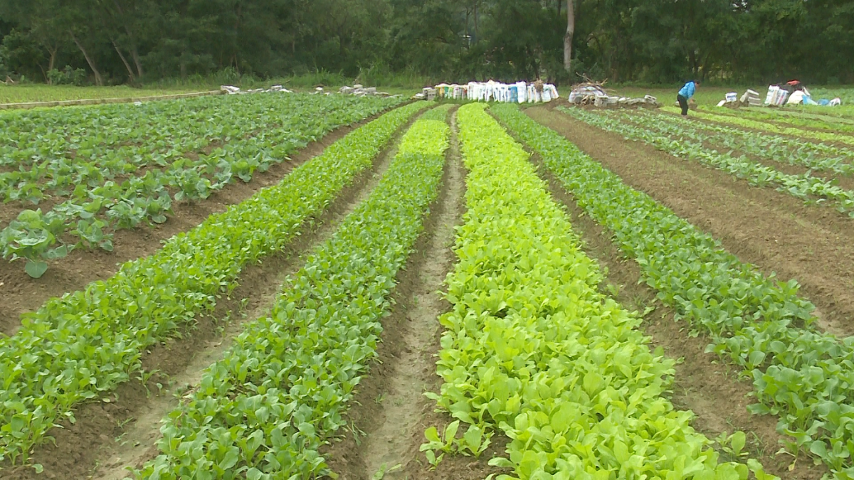 Màu xanh trở lại trên 