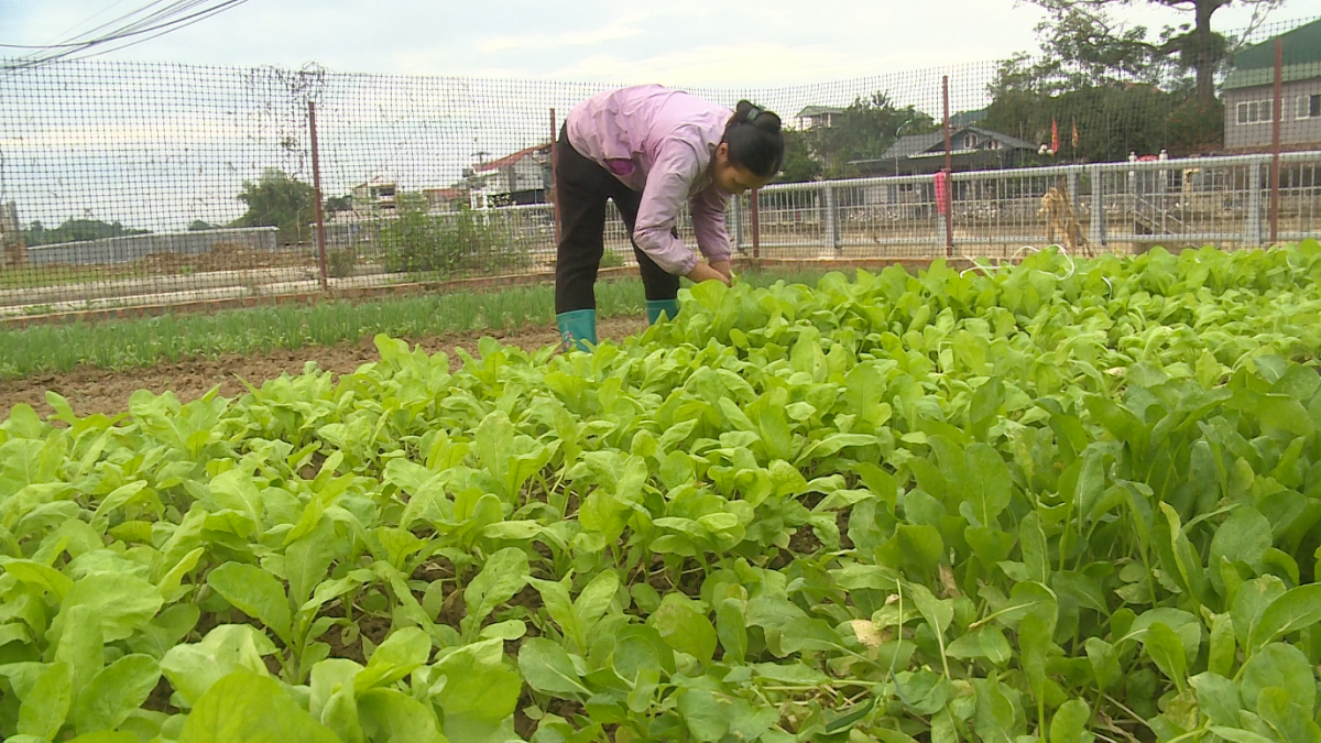Màu xanh trở lại trên 