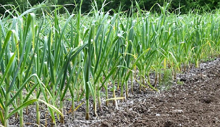 "Bí quyết" thâm canh tỏi tây đạt năng suất cao