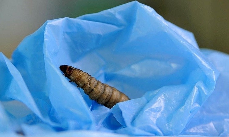 Loại sâu giúp giải quyết ô nhiễm rác thải nhựa