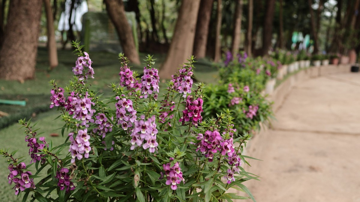 Vườn thực vật Hà Nội: Nơi bảo tồn, nghiên cứu và trải nghiệm độc đáo