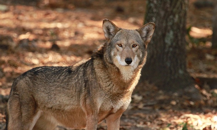 Định hình tương lai đa dạng sinh học - Bài 1: Chiến lược bảo tồn động vật hoang dã tại Việt Nam