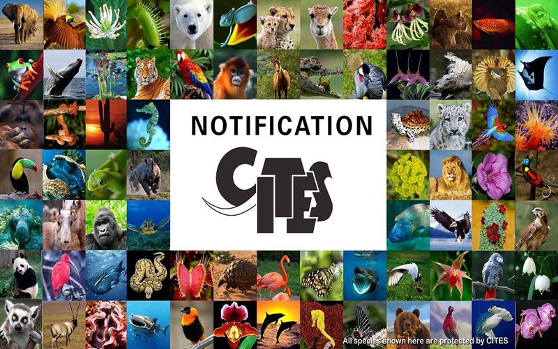 Định hình tương lai đa dạng sinh học - Bài 1: Chiến lược bảo tồn động vật hoang dã tại Việt Nam