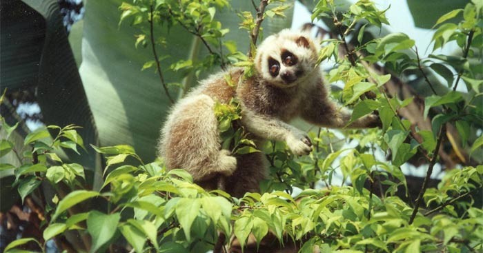 Định hình tương lai đa dạng sinh học - Bài 1: Chiến lược bảo tồn động vật hoang dã tại Việt Nam