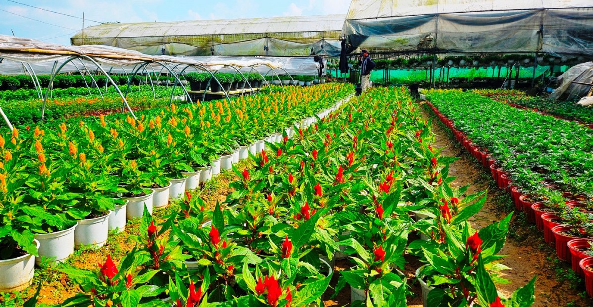 Nông nghiệp phường Dương Nỗ (Tp. Huế) tiếp tục khẳng định vai trò quan trọng trong phát triển kinh tế - xã hội địa phương. Ảnh minh hoạ