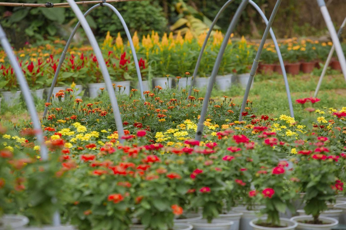 Phường Dương Nỗ đang chuyển dịch kinh tế nông nghiệp kết hợp phát triển thương mại, dịch vụ và du lịch. Ảnh minh hoạ