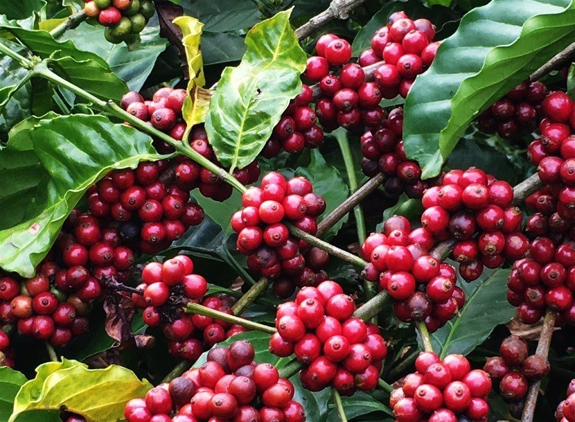 Brazil chuyển hướng sang trồng cà phê Robusta khi khí hậu ngày càng khắc nghiệt