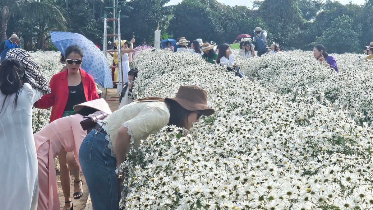 Hải Phòng: Cánh đồng Cúc hoạ mi chật kín khách ngày cuối tuần