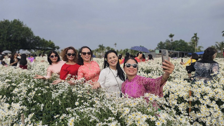 Hải Phòng: Cánh đồng Cúc hoạ mi chật kín khách ngày cuối tuần