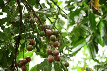 Các biện pháp nâng cao năng suất và phòng trừ sâu bệnh hại cho cây mắc ca