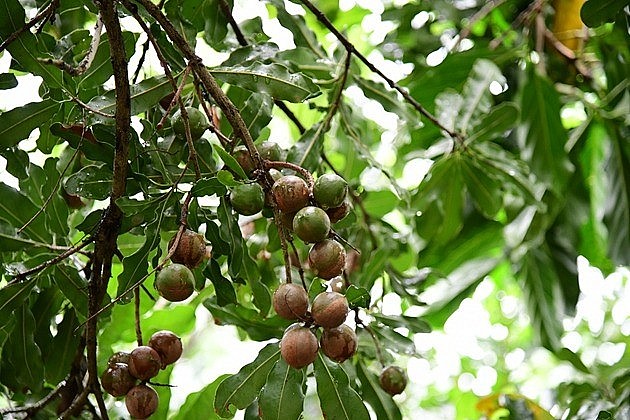 Các biện pháp nâng cao năng suất và phòng trừ sâu bệnh hại cho cây mắc ca