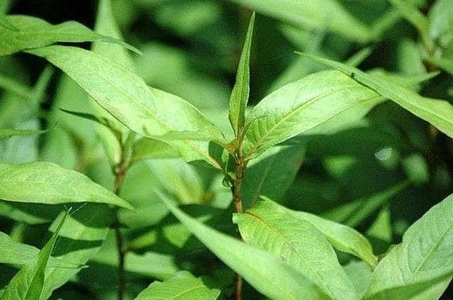 Màng nhựa sinh học kháng khuẩn từ rau răm