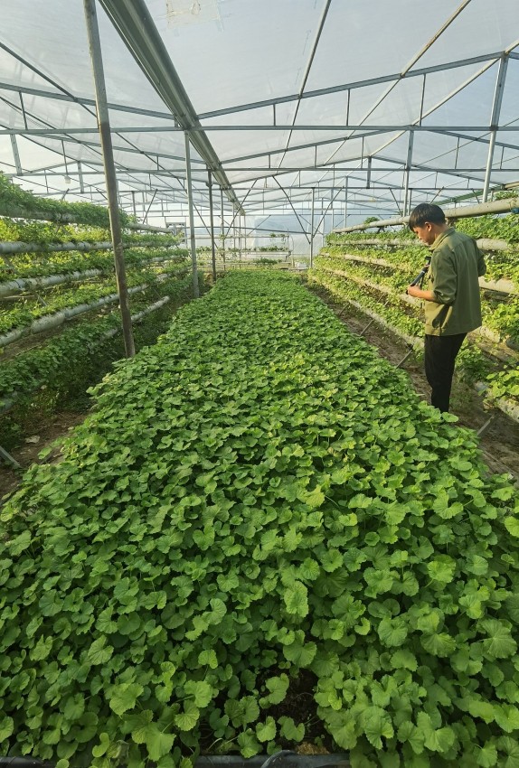 Các bể, dàn trồng rau má thủy canh của anh Cao Văn Hùng