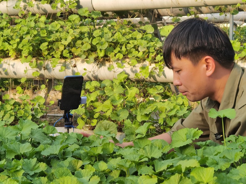Hùng phát livestream để chia sẻ và hướng dẫn cách trồng cây rau má. Ảnh: Duy Tùng
