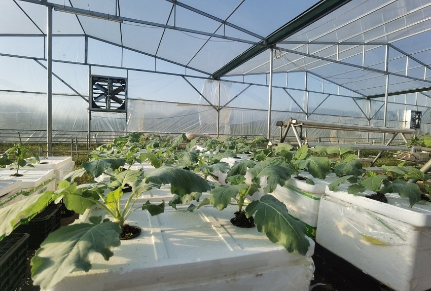 anh Hùng đang trồng thử nghiệm với các loại cây mới như cà chua, dâu tây, gừng, ớt chuông, rau húng... 