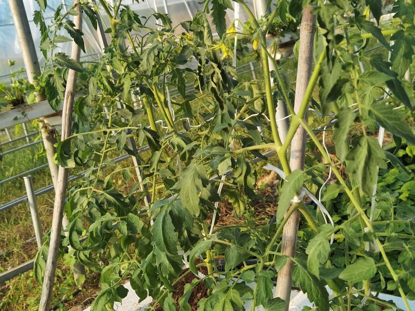 Cây cà chua trồng thủy canh đã ra hoa.