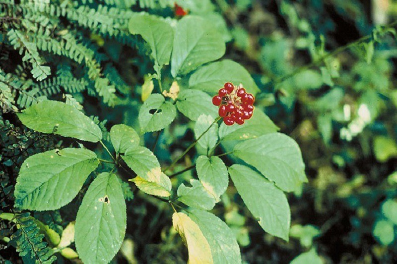 Kỹ thuật nhân giống Tam thất hoang bằng hạt