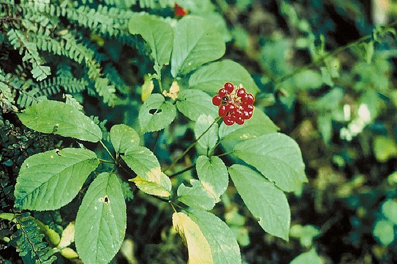 Kỹ thuật nhân giống Tam thất hoang bằng hạt