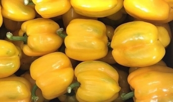 Bí quyết chế biến ớt chuông vàng giúp đôi mắt sáng khỏe