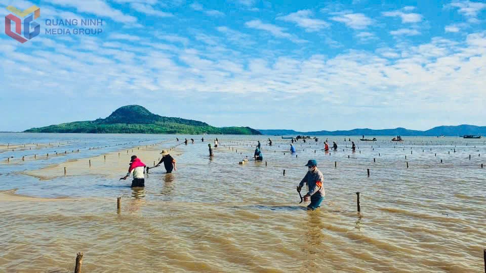 Siết chặt vi phạm nuôi trồng thủy sản trái phép: Quảng Hà và nhiều địa phương lập lại trật tự bãi triều