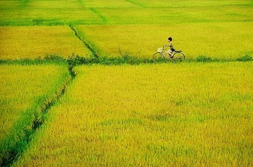 Lúa - nấm - phân hữu cơ - Mô hình tuần hoàn tạo thu nhập kép