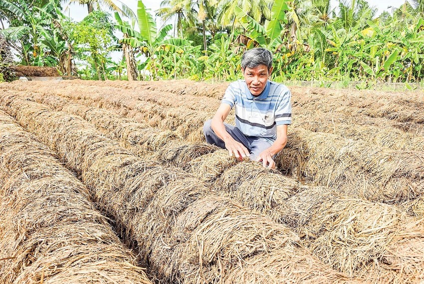 Lúa - nấm - phân hữu cơ - Mô hình tuần hoàn tạo thu nhập kép