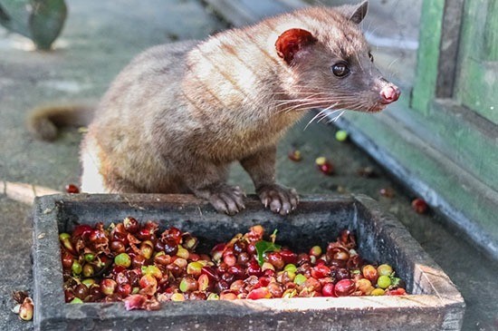 Tại sao lại gọi là cà phê chồn?