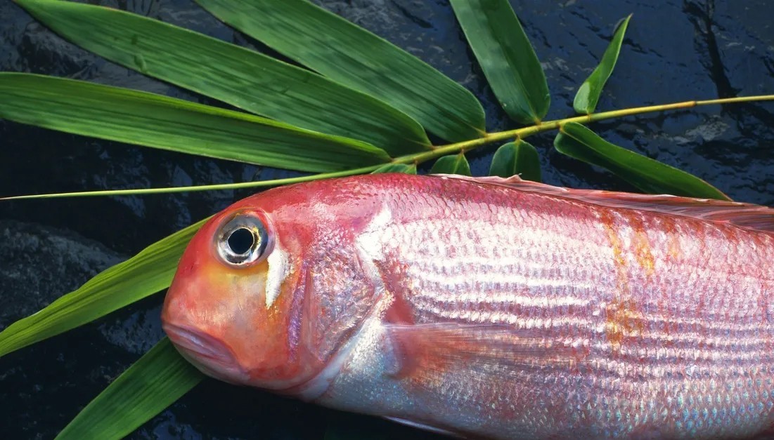 Những loại cá ngậm đầy thuỷ ngân, rẻ đến mấy cũng chớ nên mua