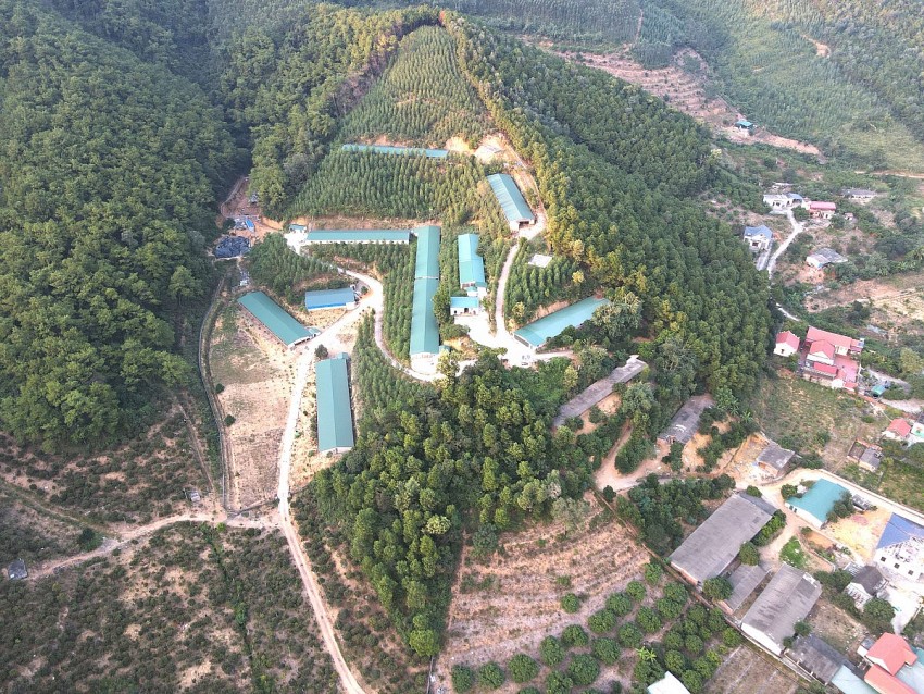 Toàn cảnh trang trại lợn của hộ gia đình Mạnh Huyền. Ảnh: Duy Tùng