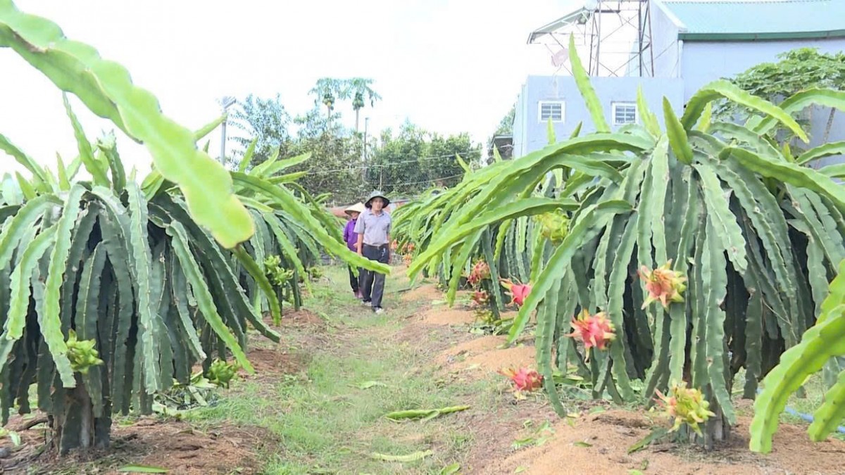 Áp dụng quy trình kỹ thuật thu gom, xử lý phụ phẩm cây thanh long sản xuất phân bón hữu cơ